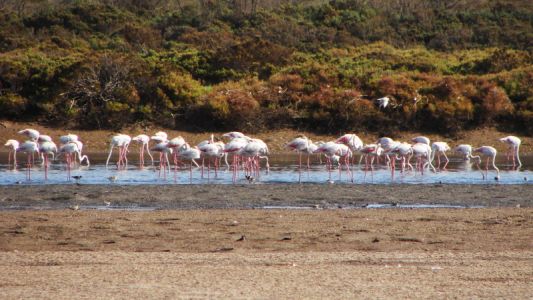 The Souss Massa National Park